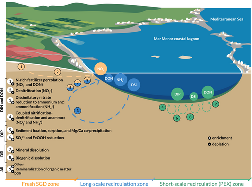 Recirculated submarine groundwater discharge dominates nutrient inputs and enhances eutrophication risk in a coastal lagoon
