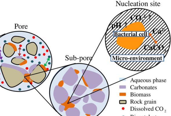 Pore-scale modeling of subsurface biomineralization for carbon mineral storage.