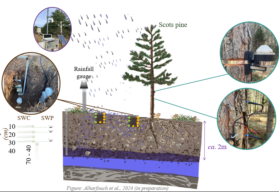 Tree water uptake dynamics under Mediterranean climate.